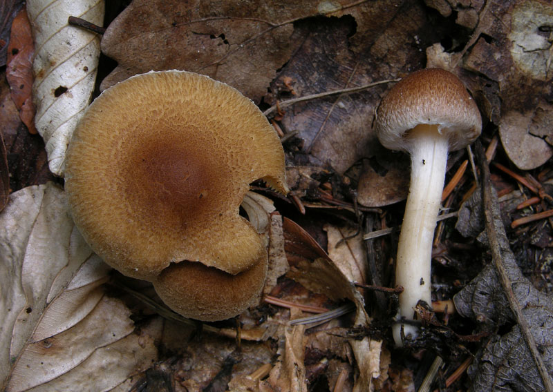 Boletus si Boletus no....
